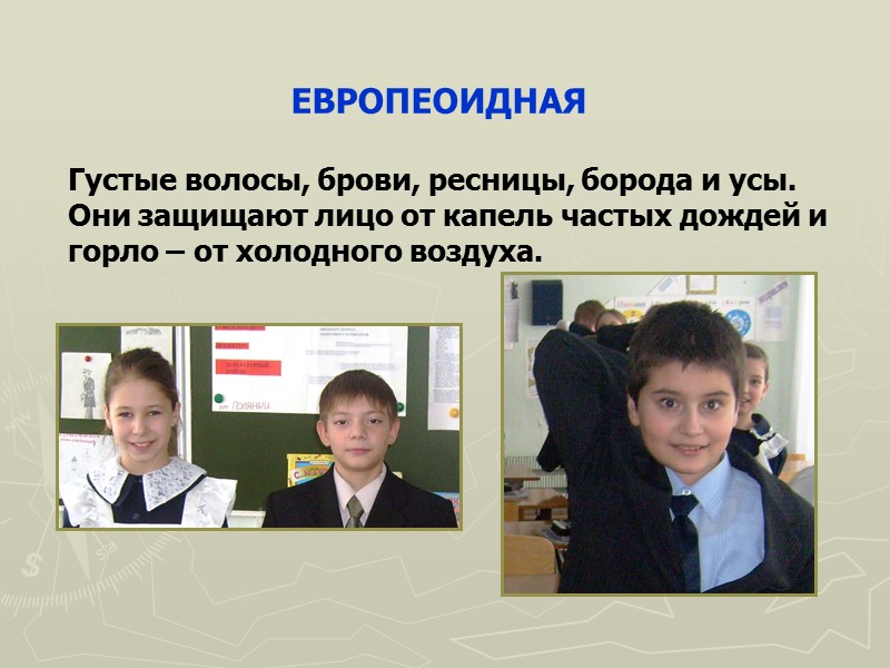 ЕВРОПЕОИДНАЯ Густые волосы, брови, ресницы, борода и усы. Они защищают лицо от капель частых